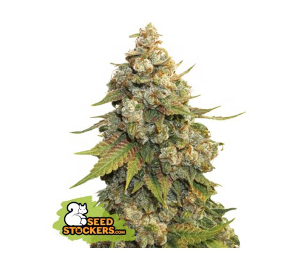 Golden Lemon Haze de Seedstockers