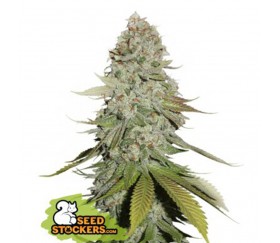 Gorilla Glue de Seedstockers