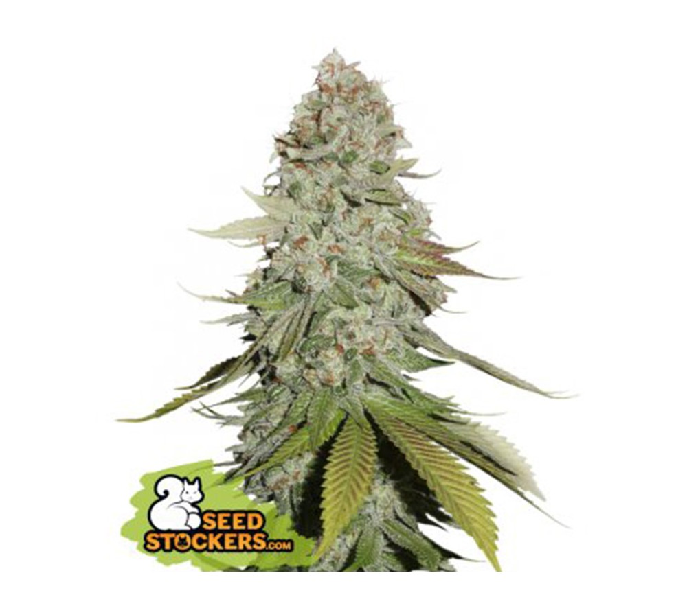 Gorilla Glue de Seedstockers