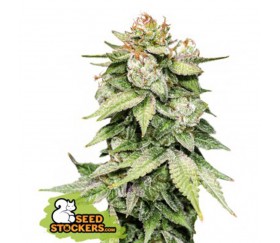 Gorilla Glue Auto de Seedstockers