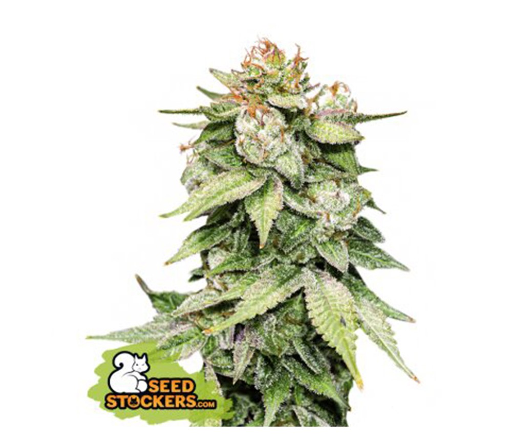 Gorilla Glue Auto de Seedstockers