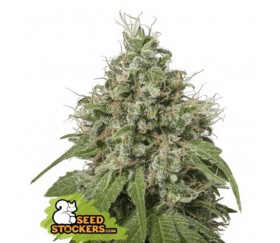 Moby Dick de Seedstockers