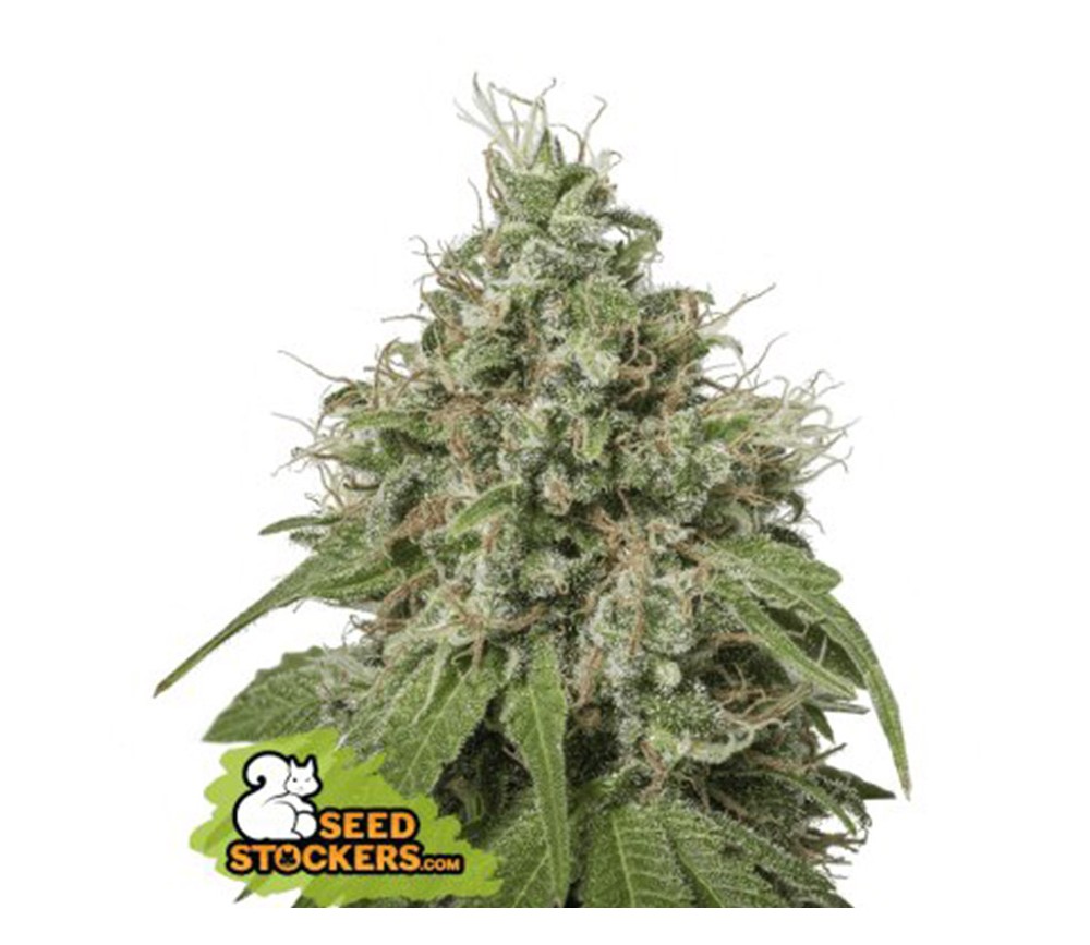 Moby Dick de Seedstockers