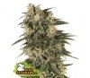 Northern Lights Auto de Seedstockers