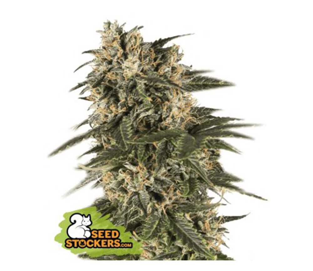 Northern Lights Auto de Seedstockers