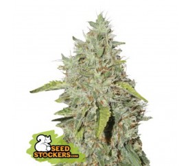 Northern Lights de Seedstockers