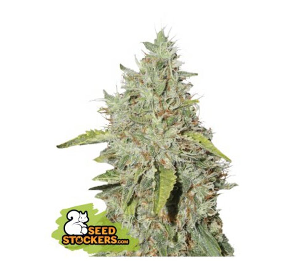 Northern Lights de Seedstockers