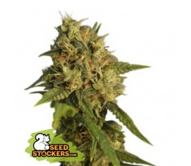 OG Kush de Seedstockers