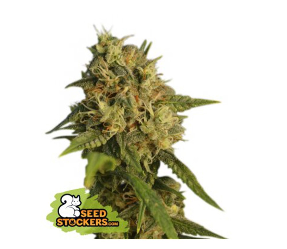 OG Kush de Seedstockers