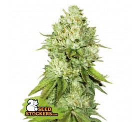 Pineapple de Seedstockers