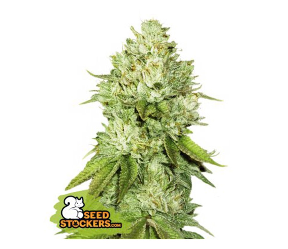 Pineapple de Seedstockers