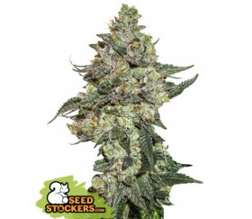 Girl Scout Cookies de Seedstockers