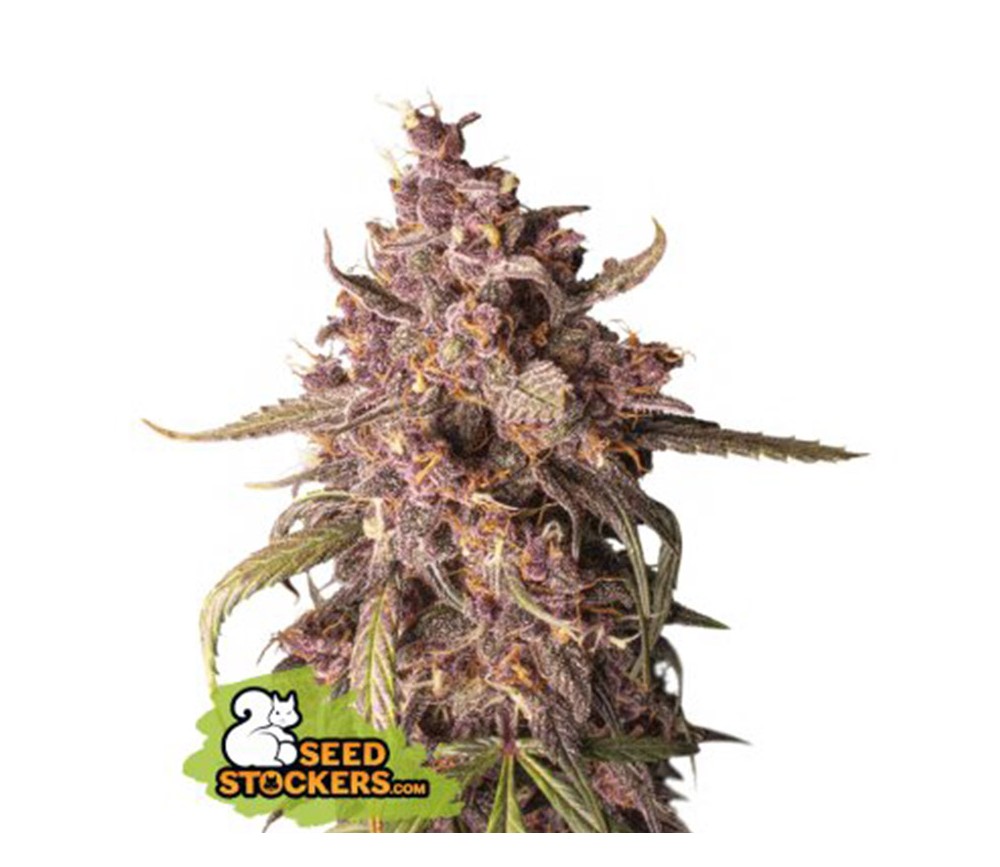 Purple Punch de Seedstockers