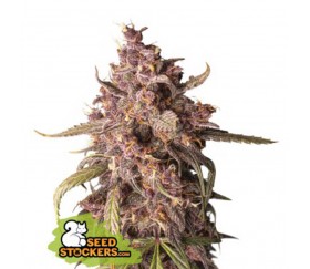 Purple Punch Auto de Seedstockers