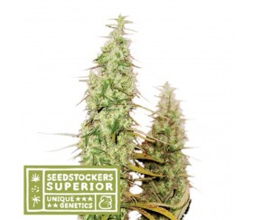 Santa Marta Haze de Seedstockers