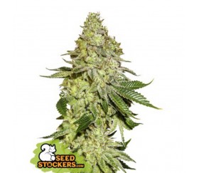 Sherbet de Seedstockers