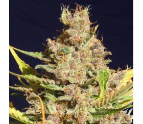 Alien Gorilla from Original Sensible Seeds