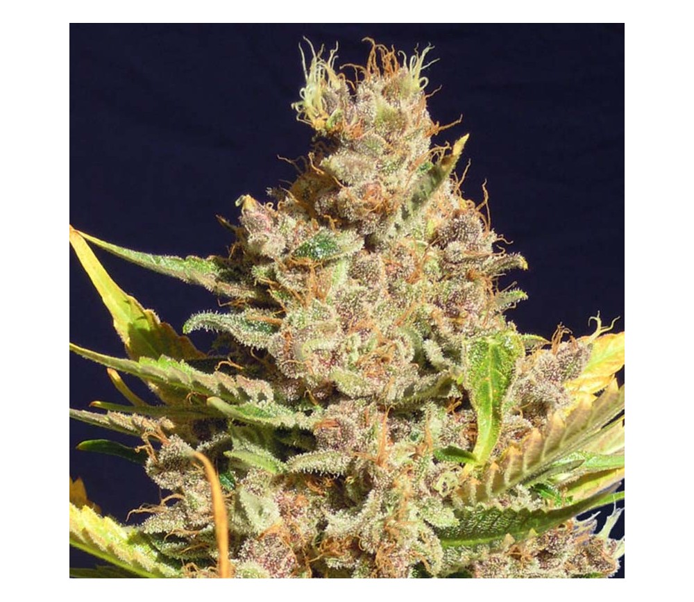 Alien Gorilla de Original Sensible Seeds