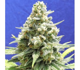 Amnesia Lemon Kush - Original Sensible Seeds