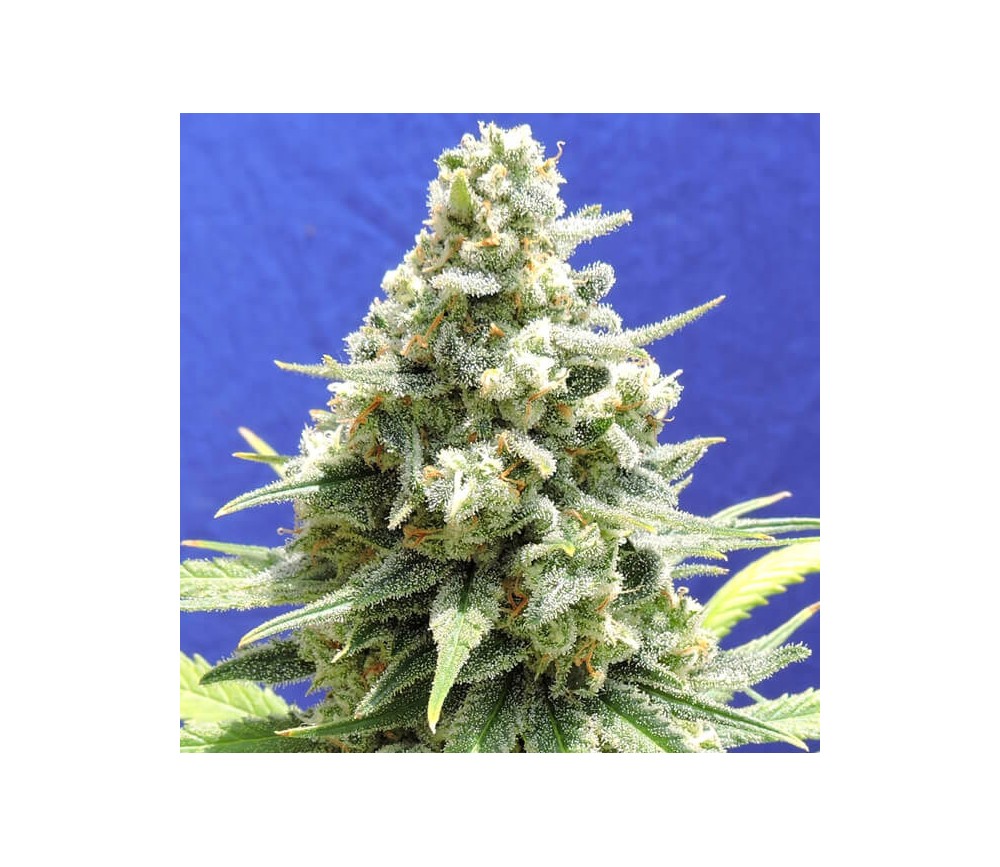 Amnesia Lemon Kush - Original Sensible Seeds