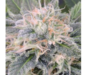 Black Ghost OG - Original Sensible Seeds