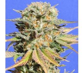 Bruce Banner 3 von Original Sensible Seeds