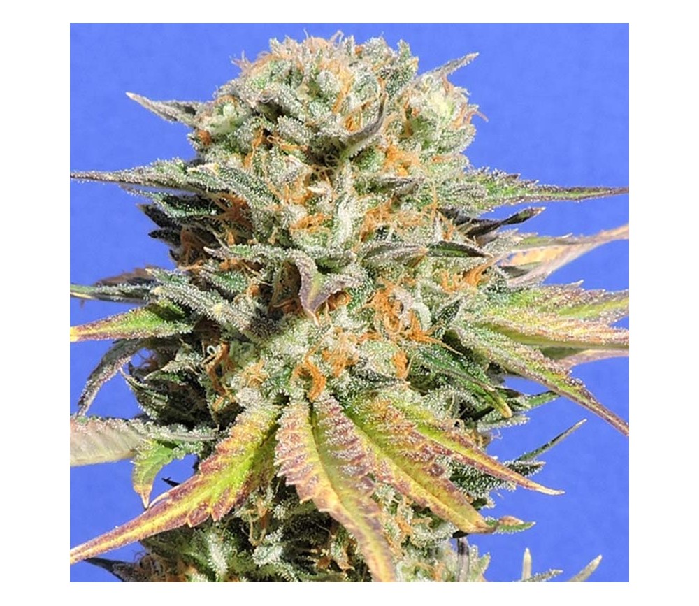 Bruce Banner 3 de Original Sensible Seeds