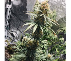 Bruce Banner 3 from Original Sensible Seeds