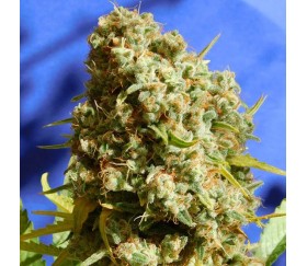 Bruce Banner 3 Fast from Original Sensible Seeds