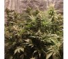 Bruce Banner 3 Fast from Original Sensible Seeds
