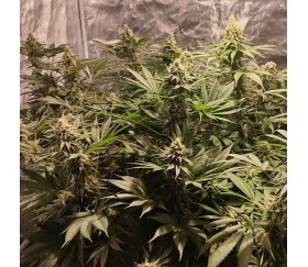 Bruce Banner 3 Fast from Original Sensible Seeds