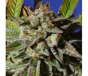 Bruce Cookies de Original Sensible Seeds