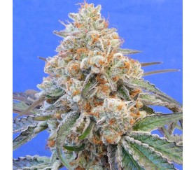 Do-Si-Dos OG from Original Sensible Seeds