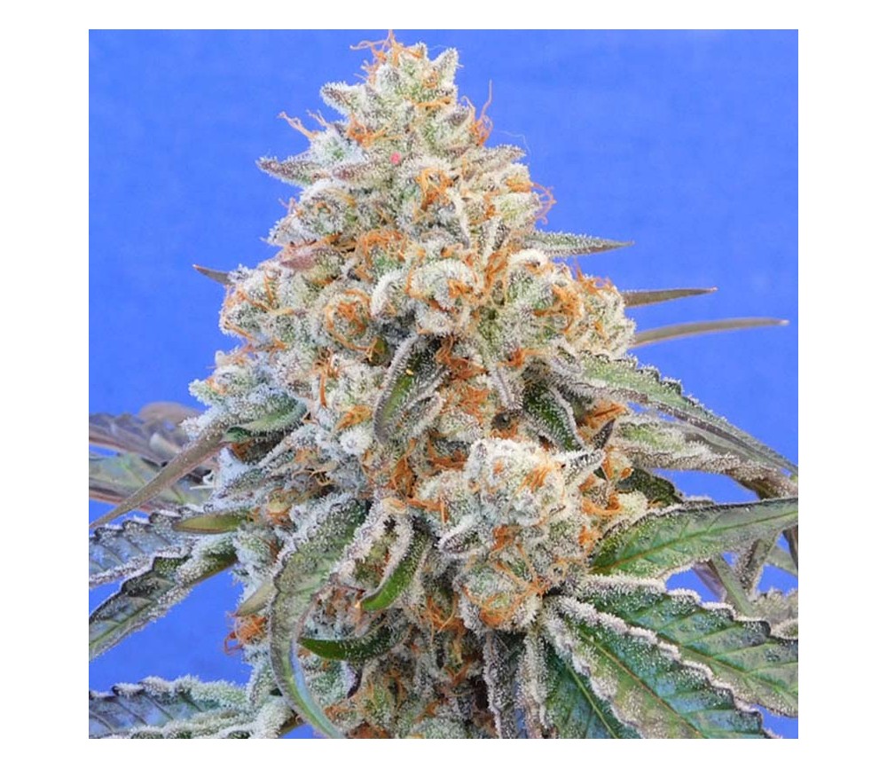 Do-Si-Two OG von Original Sensible Seeds