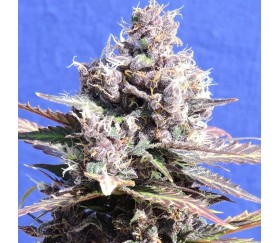 Gelato par Original Sensible Seeds