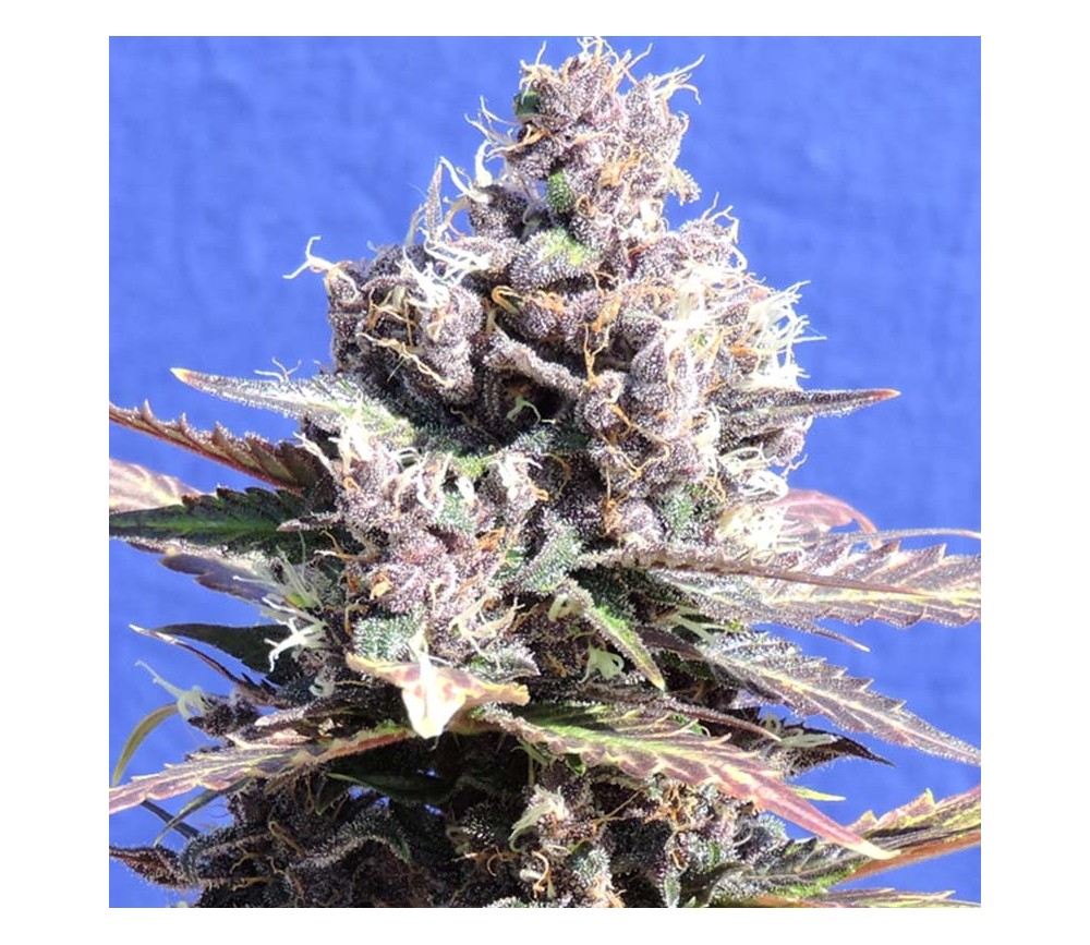 Gelato von Original Sensible Seeds