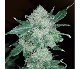 Gelato von Original Sensible Seeds