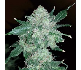 Gelato par Original Sensible Seeds