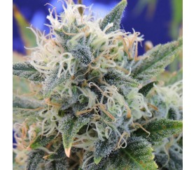 Girl Scout Cookies par Original Sensible Seeds