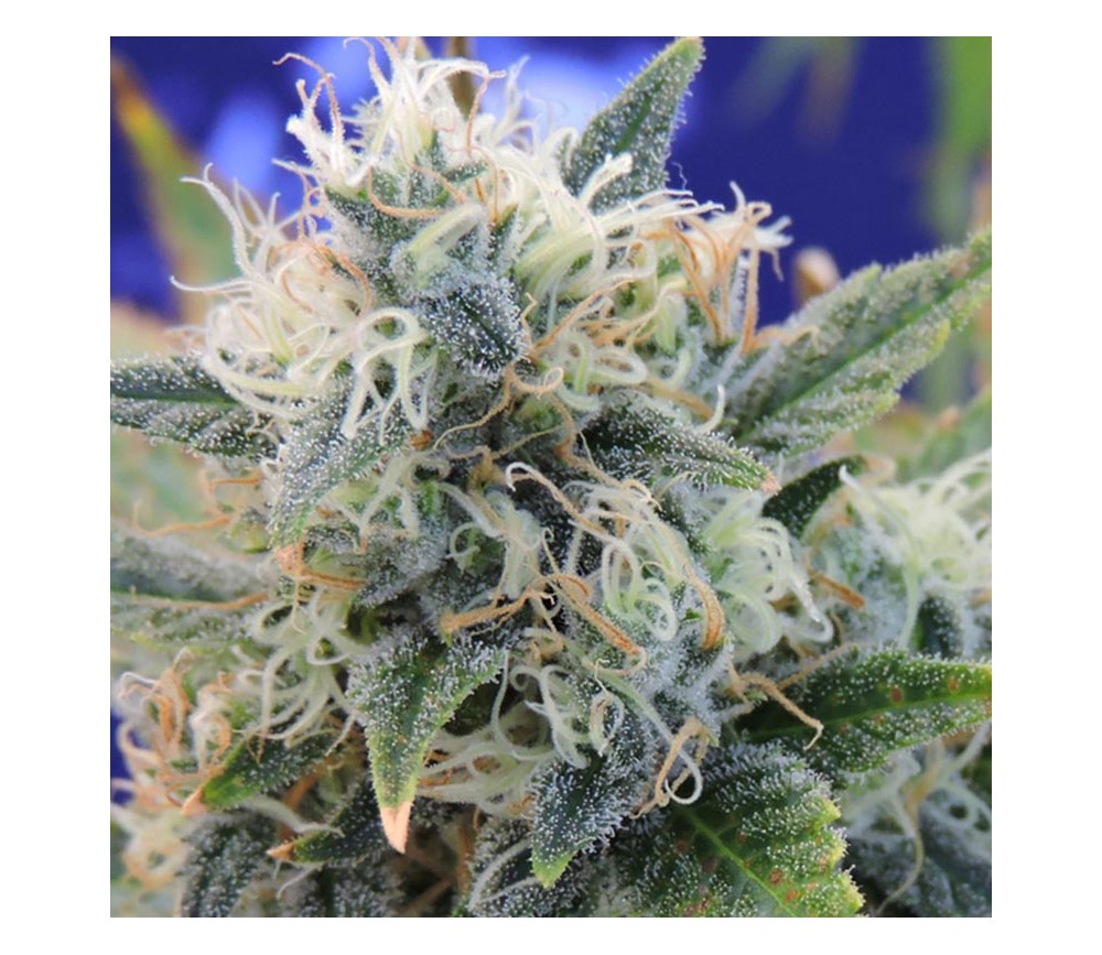 Girl Scout Cookies par Original Sensible Seeds