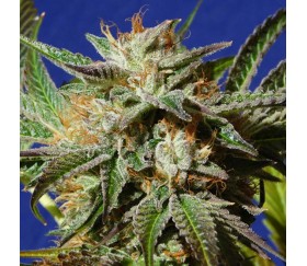 Gorilla Cookies par Original Sensible Seeds