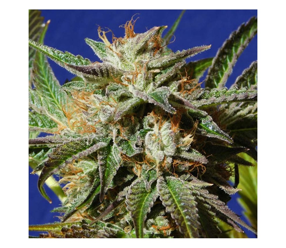 Gorilla Cookies von Original Sensible Seeds