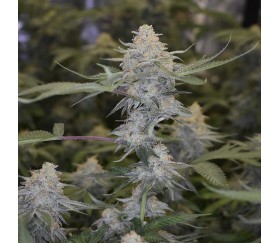 Gorilla Glue 4 of Original Sensible Seeds