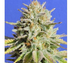 Gorilla Glue 4 de Original Sensible Seeds