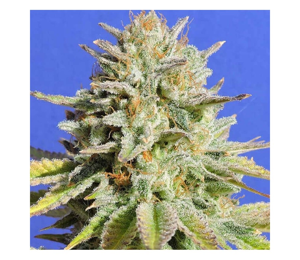 Gorilla Glue 4 par Original Sensible Seeds