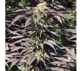 Grandaddy Black - Original Sensible Seeds