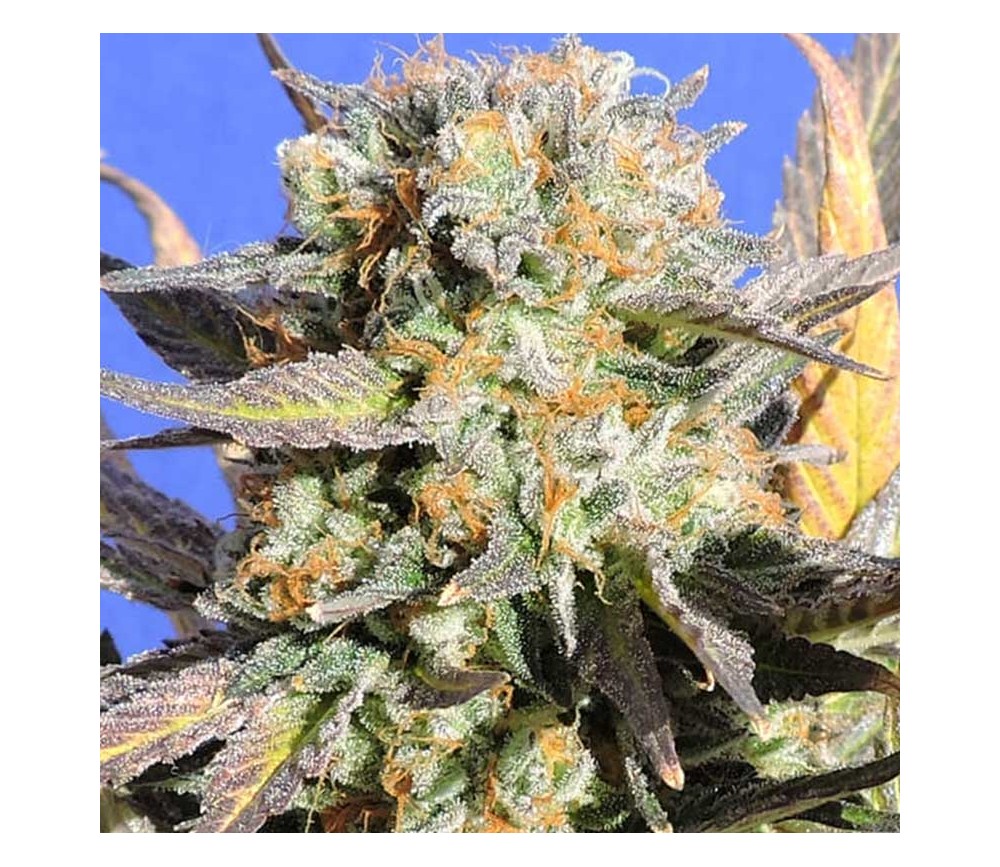 Grandaddy Black - Original Sensible Seeds