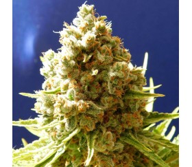 Pure Kush - Original Sensible Seeds