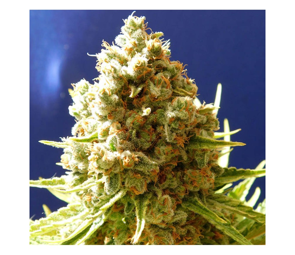 Pure Kush - Original Sensible Seeds