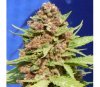 Purple Punch Cookies de Original Sensible Seeds